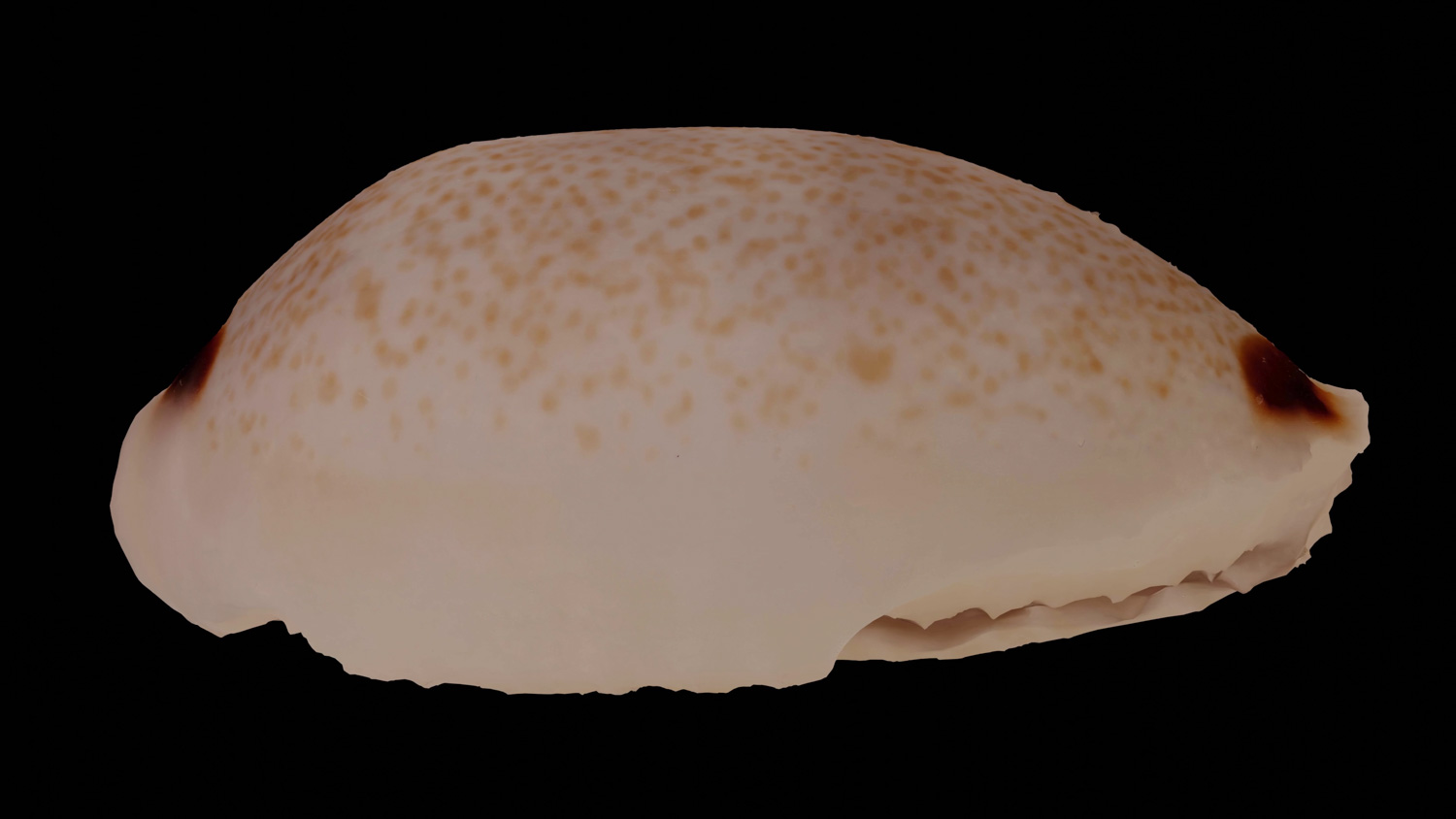 Cypraea quadrimaculata